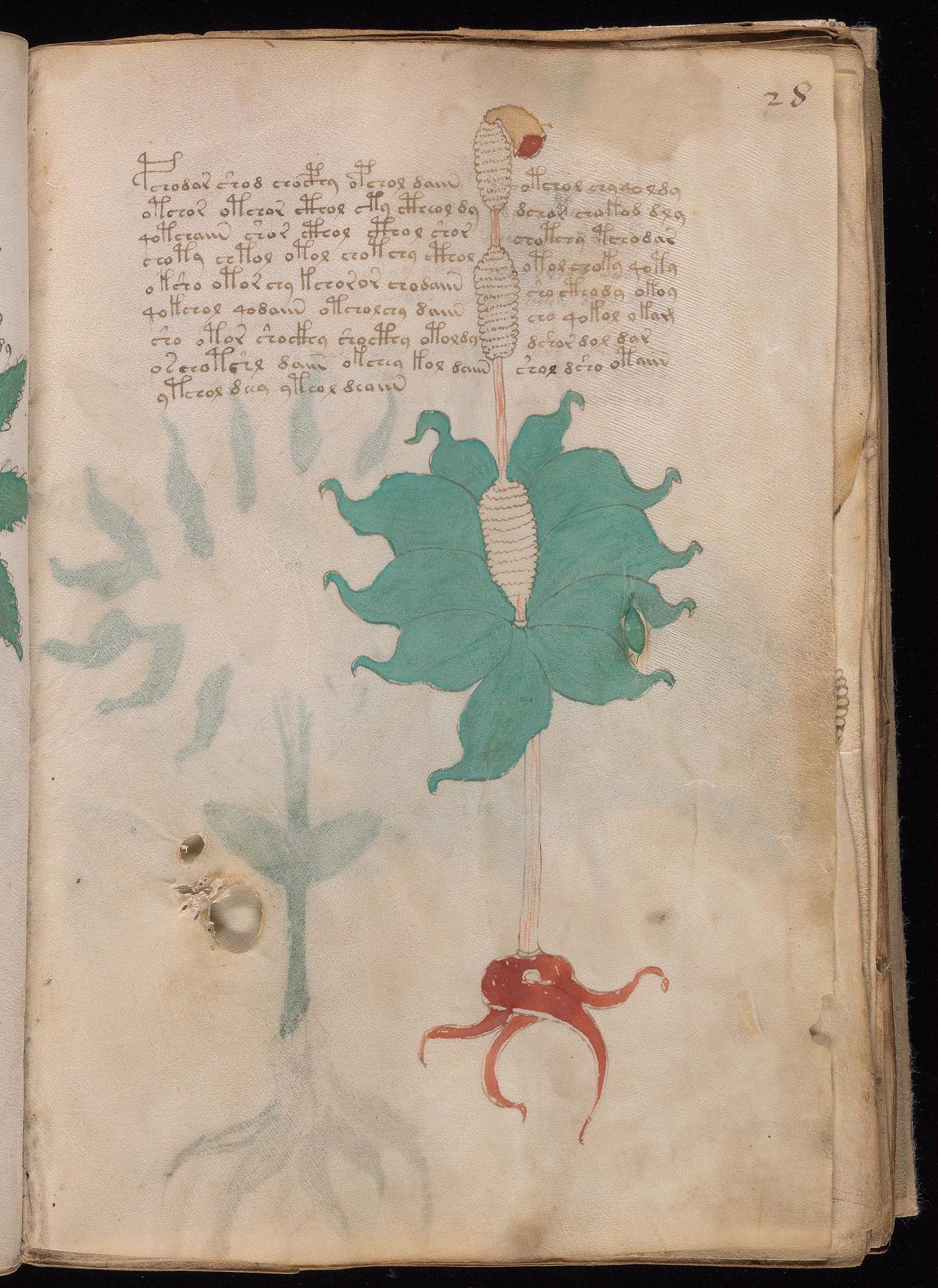 Voynich Manuscript folio f28r — Beinecke MS 408
